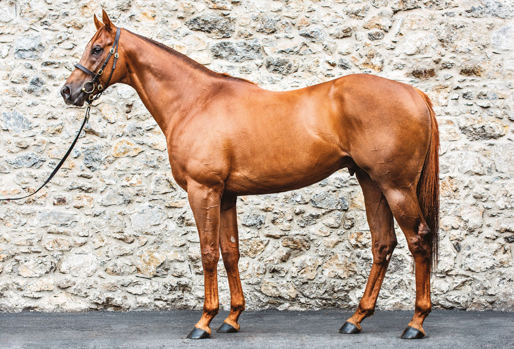 🌟 NEW Stakes winner for @HoStud's COTAI GLORY (pic) 🌟 Bred by Rz Del Velino Srl, the 4YO gelding MY ETERNAL LOVE wins the LR Premio Natale Di Roma. 🥇 Don't miss a review of all today's European Stakes action in tonight's EBN #ReadAllAboutIt