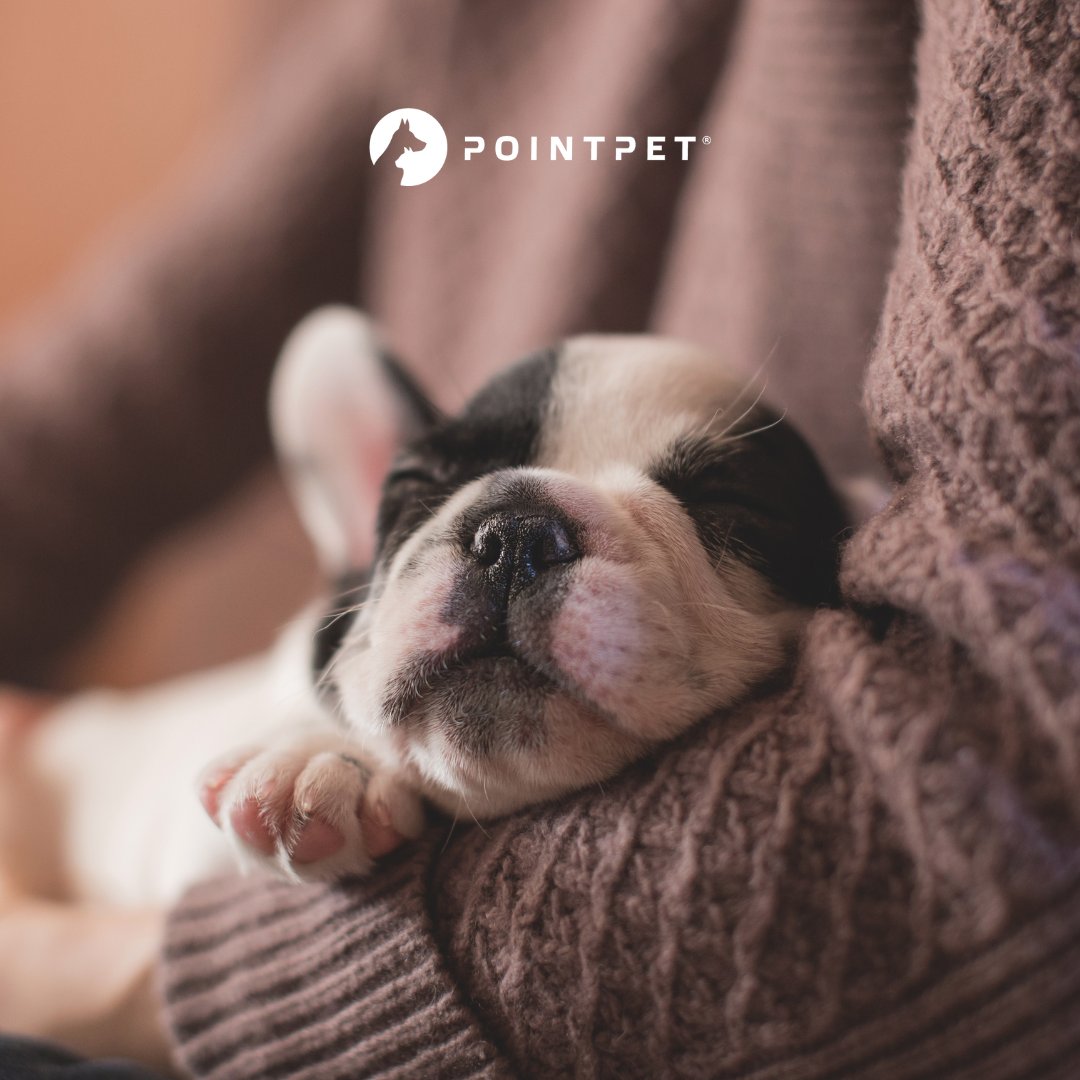 PointPetCom's tweet photo. 🐾 Finding the perfect puppy is more than just love at first sight; it's about choosing a furry friend that fits seamlessly into your lifestyle. 🏡✨
https://t.co/yYULwIVeJa https://t.co/hBUIMISDtX