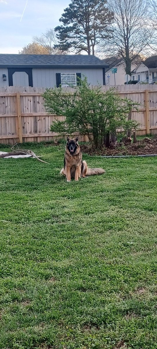 Comet221b's tweet photo. Landscaping supervisor 
- expert at digging in sand
- finds dirt by laying in it https://t.co/YXaMsHgmCn