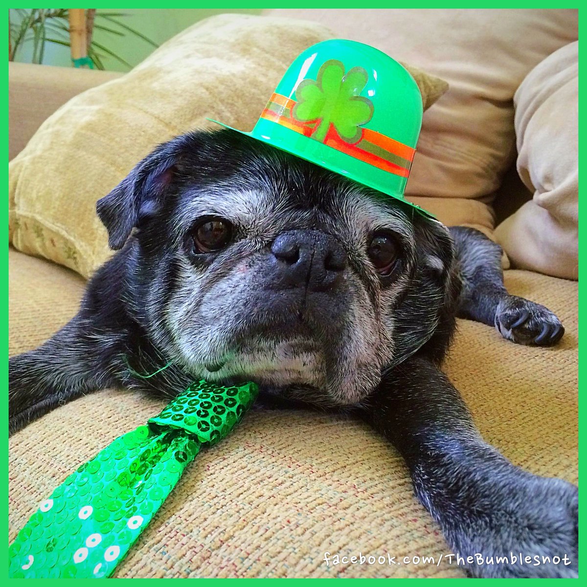 When Bumble’s eyes were goopy 'Twas like a muddy spring In the lilt of Bumble’s snoozing All you’d hear was his snoring When Bumblesnot was cuddling All the world seemed right, I’d say Tho’ my Bumblesnot is gone now In my heart is where he’ll stay. 🍀🍀🍀🍀🍀🐶🌈 #StPatsBumblebye