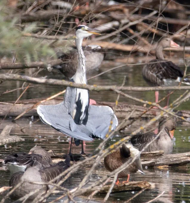 I really like how herons sunbathe. 