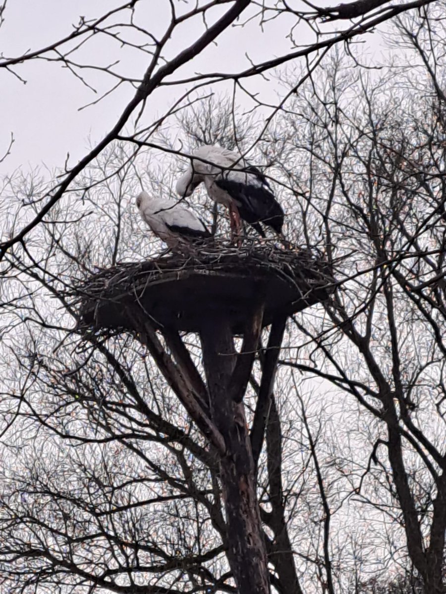 2 weken geleden een ander paartje. Eergisteren vrouwtje aangereden. Mannetje heeft nog 2 dagen op het nest gezeten en nu net verdreven door dit paartje.