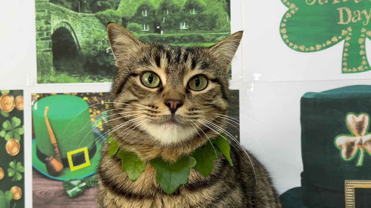 Ernesto’s Sanctuary for Syrian Cats tweet media