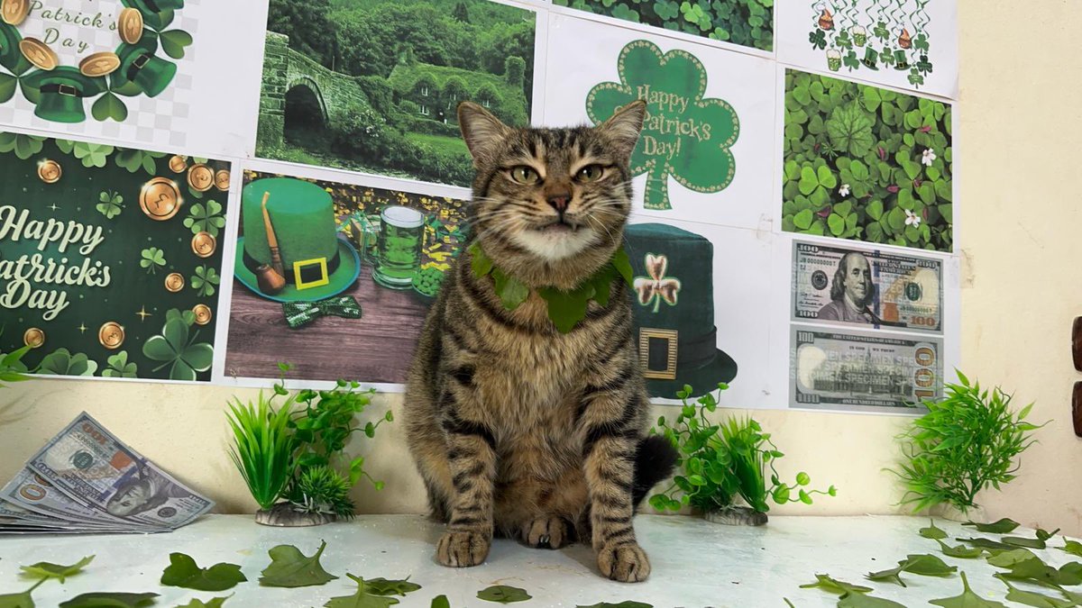 Ernesto’s Sanctuary for Syrian Cats tweet media