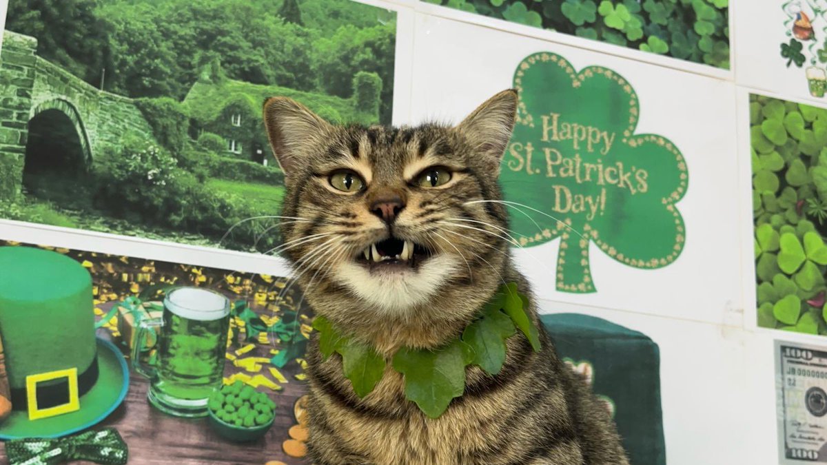 Ernesto’s Sanctuary for Syrian Cats tweet media