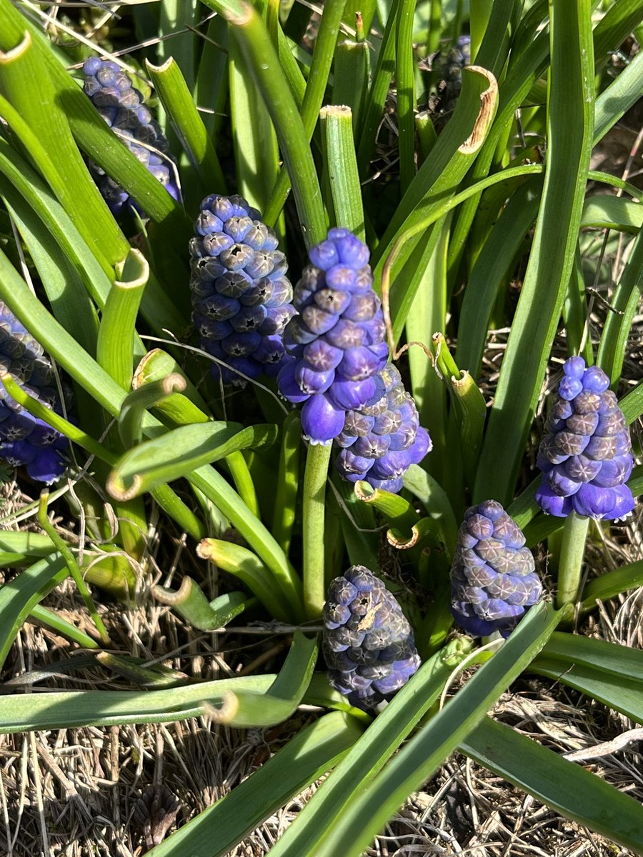 thismiaguy's tweet photo. Second day of urban #geophyte hunt in Prague. #Muscari armeniacum, #Puschkinia scilloides, #Crocus speciosus and #Gagea villosa. https://t.co/0MnD7SDWns