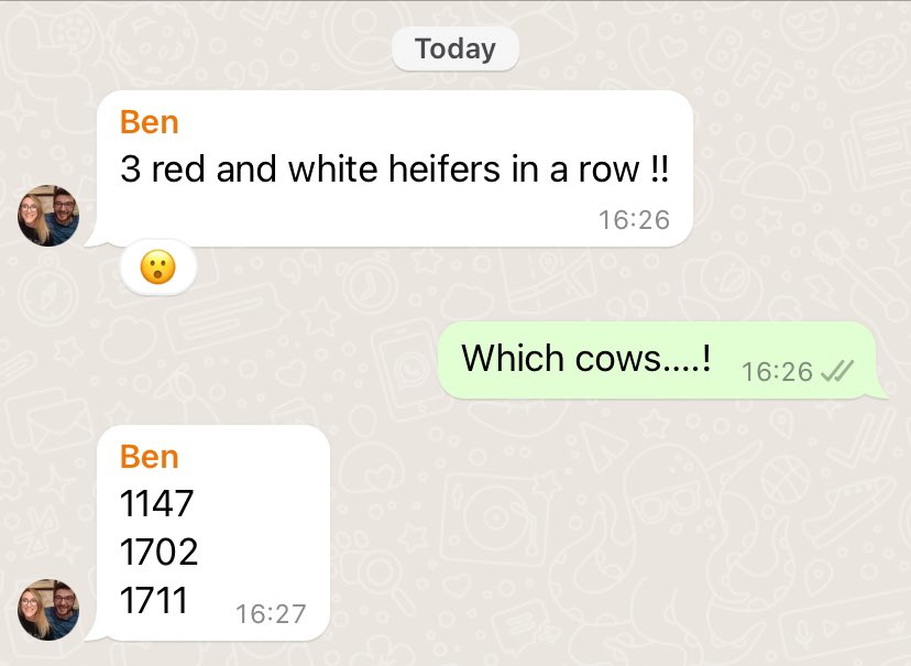 RossHamiltonG's tweet photo. Must be one of the best texts, I’ve ever got in my life! 🫣🤭😉😅😂🤣 #Calving24 #teamdairy #redholstein https://t.co/Ns1RWGOa7R