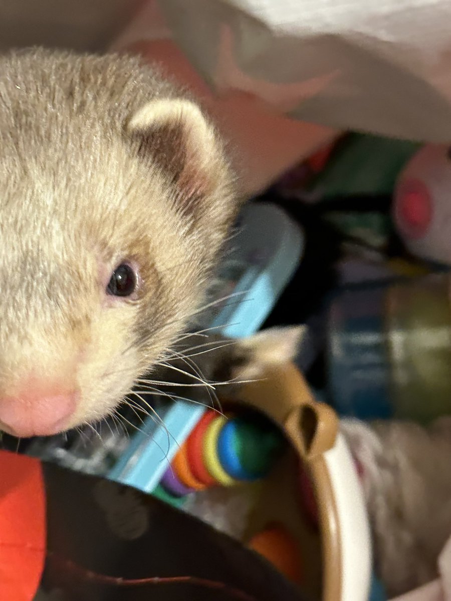 Guys I just picked Stanley the ferret up and he has a hard lump on his chest. Can’t afford to even get him seen or treated. I’m so scared for my baby I don’t no what to do