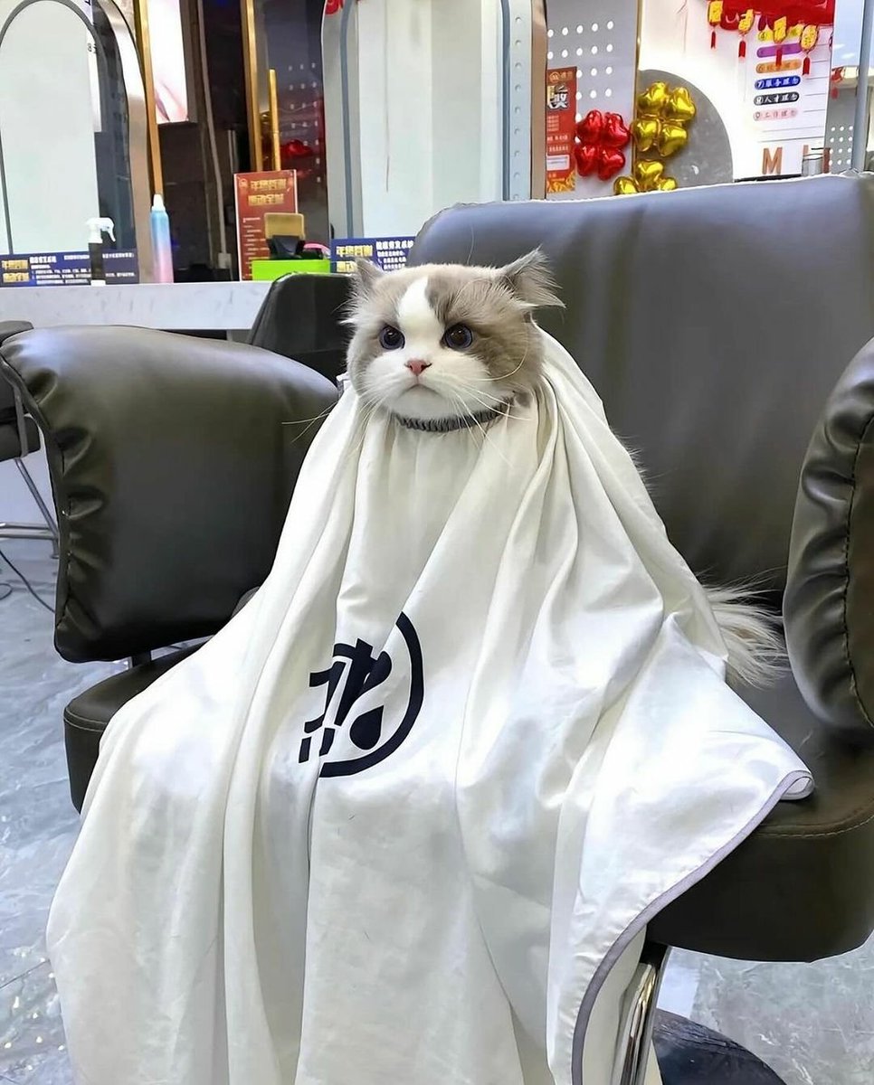 catshealdeprsn's tweet photo. Time for a haircut! 😻🐾 https://t.co/uaoS9UGvM9