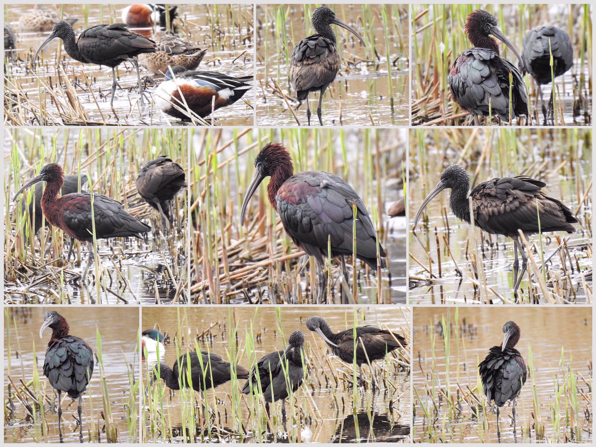 A brilliant morning walk at Ham Wall once the rain stopped with a grand finale of great views of 4 Glossy Ibis. @AvalonMarshes @RSPBHamWall @somersetbirds @bto_somerset1