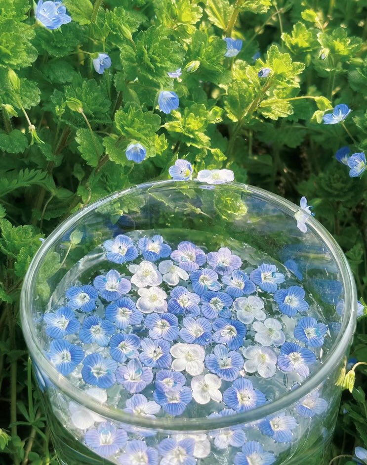 flowers x water