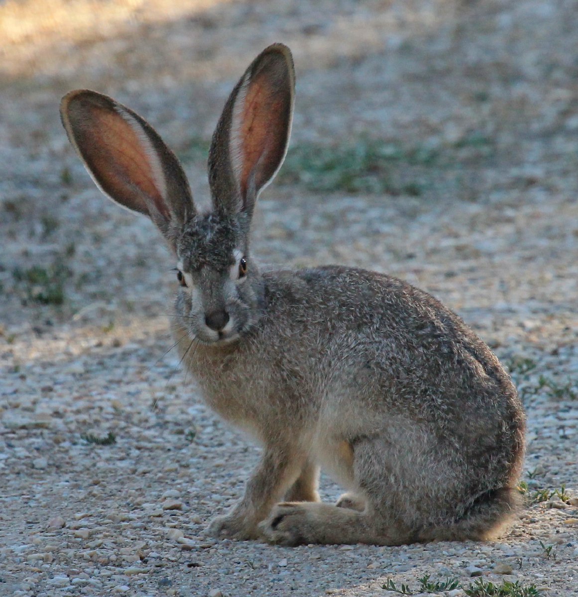 AmericanForests's tweet photo. Friend: “I just learned something about trees. Do you want to hear i-” 

Me: I’m all ears https://t.co/Zzp96DLlT4