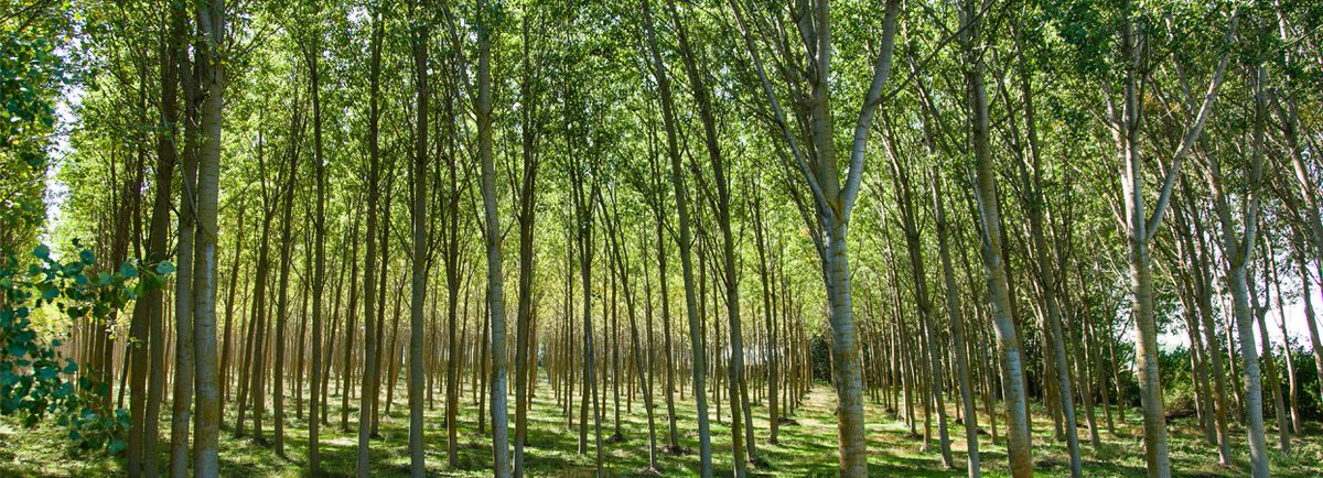 Los bosques van a generar electricidad: la inédita fuente de energía que han encontrado en los árboles. ecoticias.com/energias-renov… vía @ecoticiasRED cc @mbarriola1