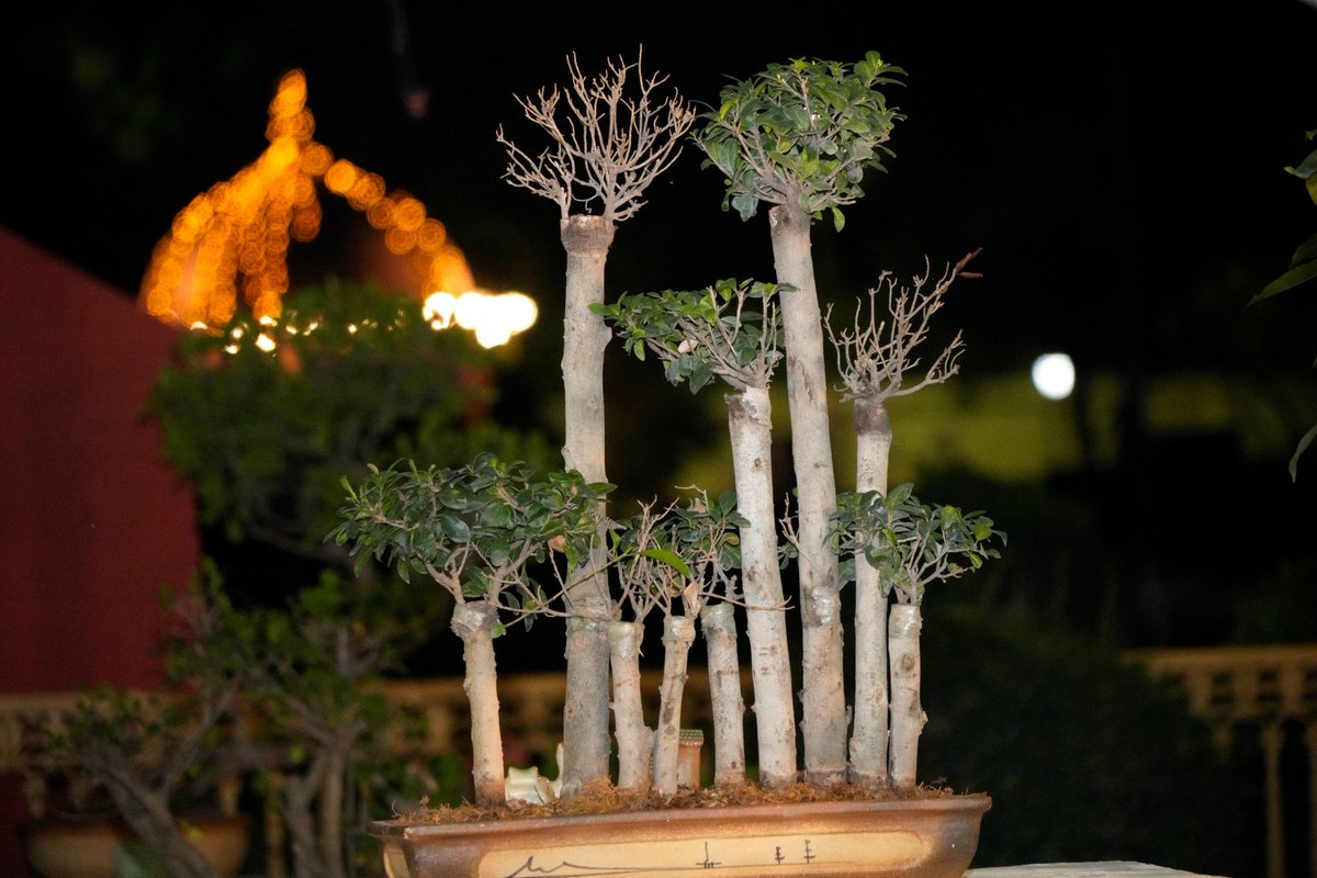LtGenGurmit's tweet photo. Sharing some beautiful photographs of our Bonsai Plants...
#bonsai #bonsaitree #bonsaiart #bonsaistyle #plants 
#bharat #uttarakhand #dehradun #Rajbhawan https://t.co/KaKofwG2Wr