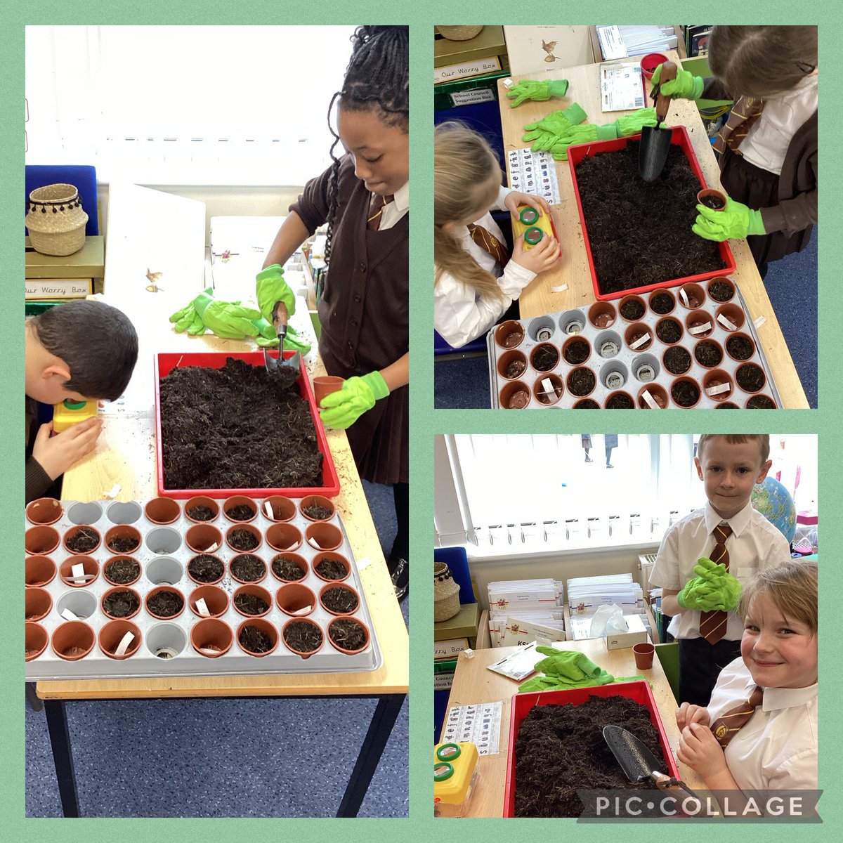 Year 2 have been busy during British Science Week, they have planted seeds to observe them over time. #BritishScienceWeek