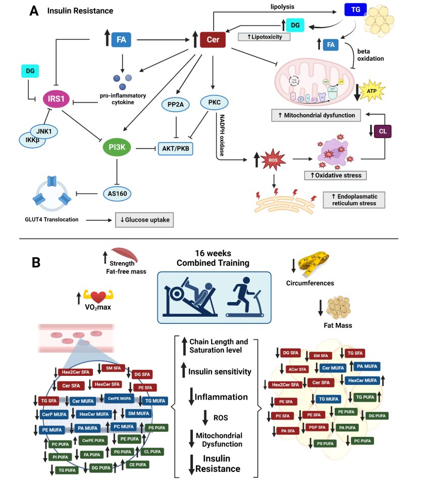 Here, 16 weeks of moderate-intensity combined aerobic and resistance training led to a remodelled lipid metabolism, indicating a healthier lipidome, in individuals with obesity and/or type 2 diabetes, even without substantial changes in their dietary habits.