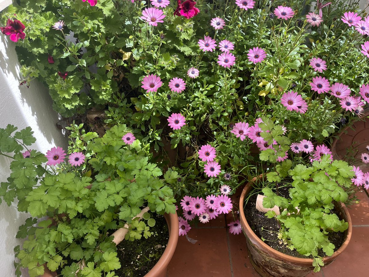 danijimfer's tweet photo. Cómo está el patio! https://t.co/ZPh60NCErd