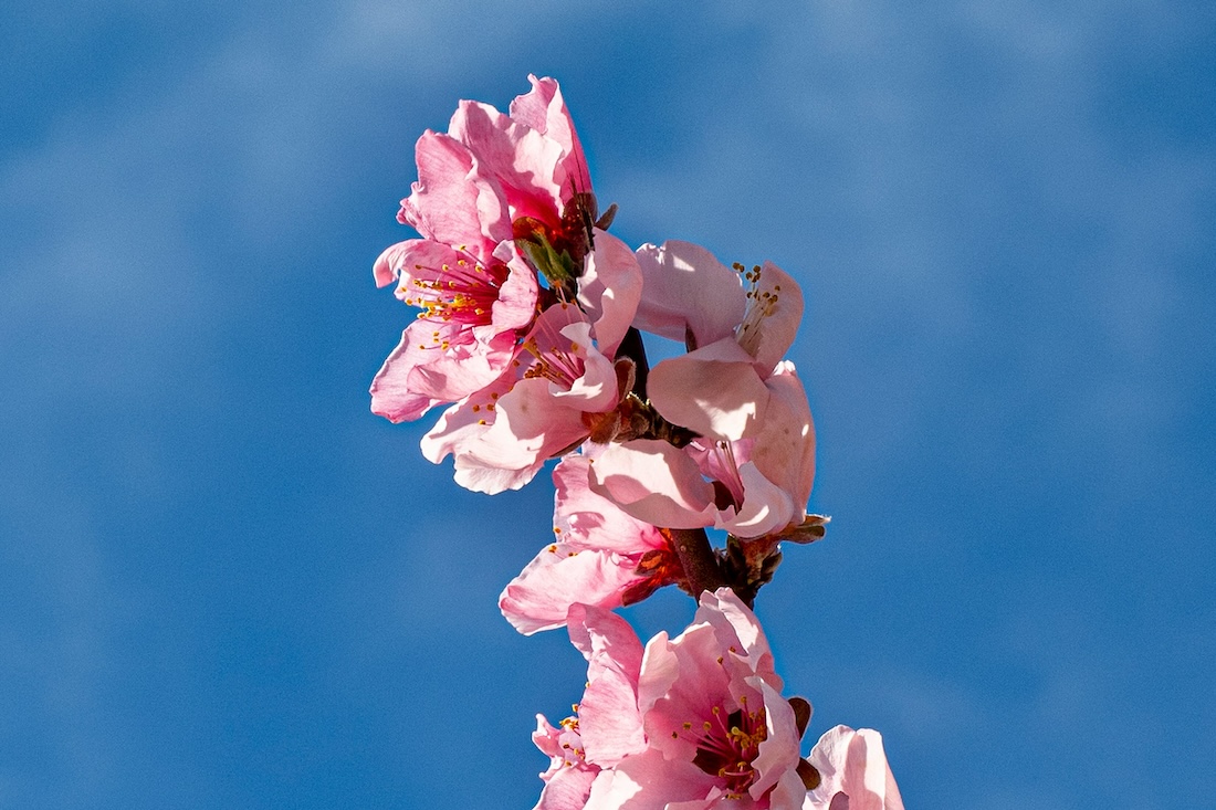 Mejores rutas de floración en Cataluña dlvr.it/T4ClYM