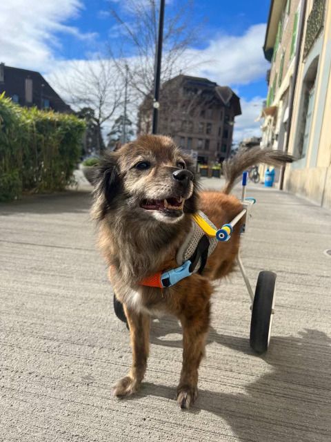 dogwifweels's tweet photo. Wen life gives you paws, me gives you weelcheers! 🐾 With every zoom, Ruky here to lead the pack to victory. Your support? It's the treat that keeps us rolling! #LeglessGoodboys #WeelcheerWins $WEELS https://t.co/e0UdWHxEKd