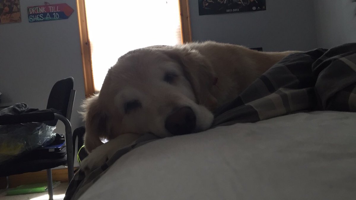 Jake_Fifield's tweet image. Missin an old friend a little extra today 🤍