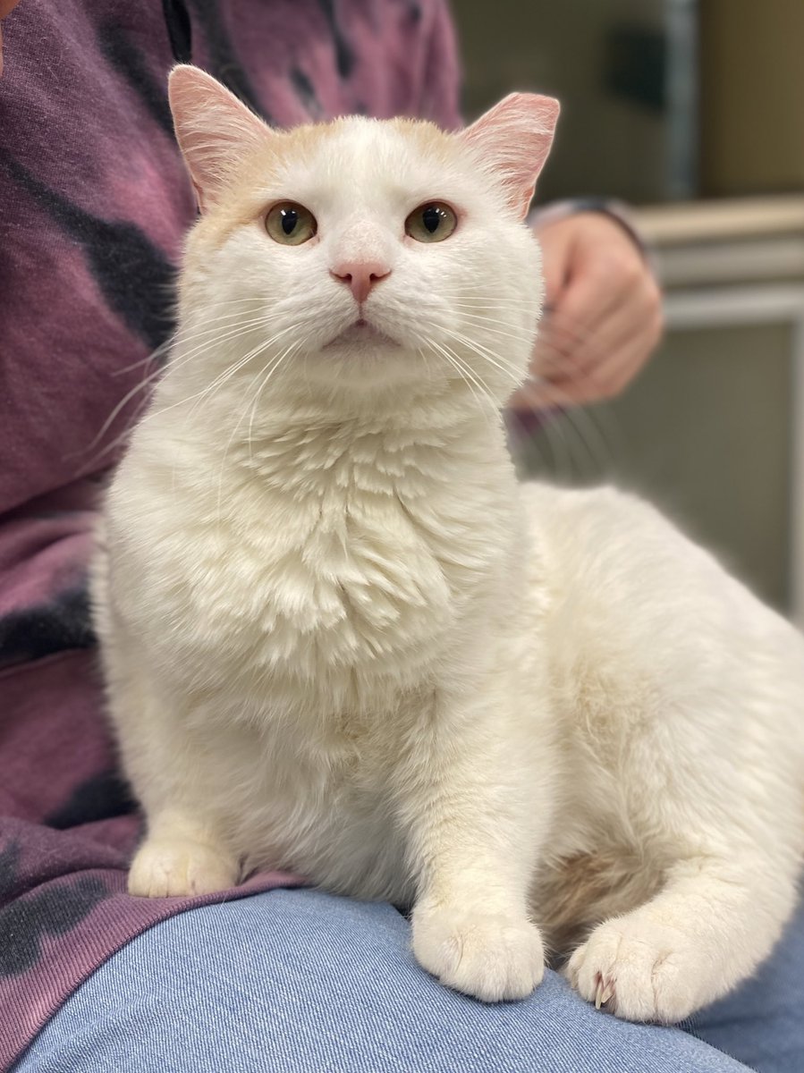Meet handsome Markiplier! He’s a shy and sensitive two year old boy who is slowly coming out of his shell. He likes cuddles from his favorite staff members and wand toys. 

📍 Blackwood, NJ 

#catlovers #cats #adopt #sheltercats