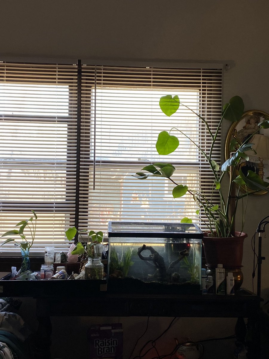tpwkhanna's tweet photo. @reggiewebber don’t mind the chunks in the tank lmfao one of my plants is dying and leaving a goo 🤣 but i love just having plants in jars of water all over my room bc for some reason all my plants die if they’re in dirt 😭😭 https://t.co/etRaNArK5T