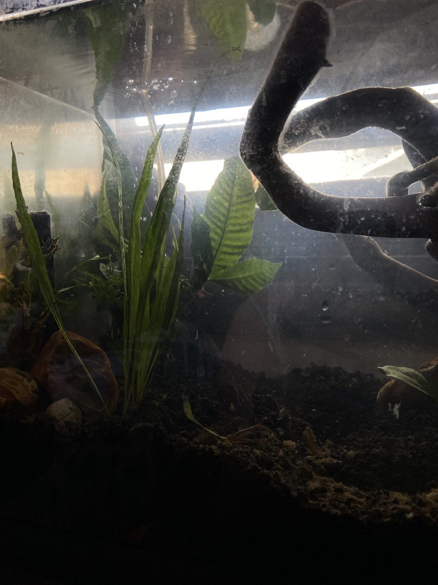 tpwkhanna's tweet photo. @reggiewebber don’t mind the chunks in the tank lmfao one of my plants is dying and leaving a goo 🤣 but i love just having plants in jars of water all over my room bc for some reason all my plants die if they’re in dirt 😭😭 https://t.co/etRaNArK5T