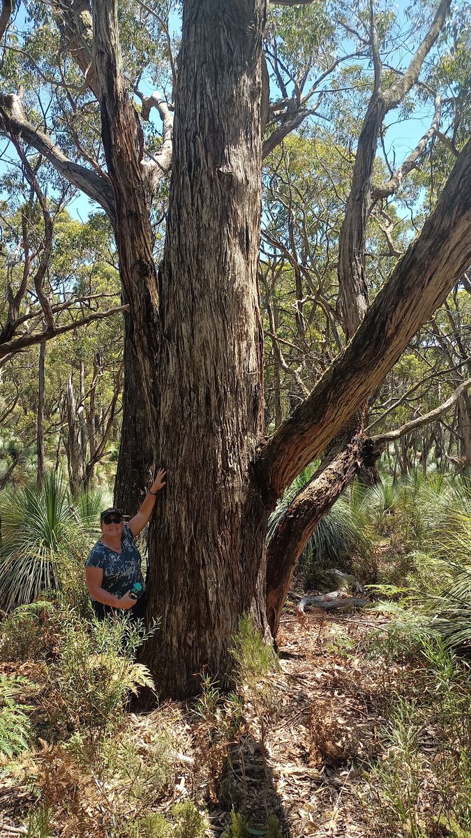 GunnarKeppel's tweet photo. Once they were giants.... PhD candidate @chloebentze @UniversitySA is finding very few old growth stands of stringybark #eucalypt #trees in her fieldwork on #dieback in South Australia. Most stands were logged some 100 (+/-) years ago. With @DonnaFitz23 https://t.co/q8q8EKmRRJ
