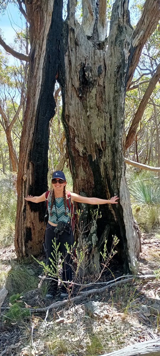 Once they were giants.... PhD candidate <a href="/chloebentze/">Chloé Bentze</a> <a href="/UniversitySA/">UniSA</a> is finding very few old growth stands of stringybark #eucalypt #trees in her fieldwork on #dieback in South Australia. Most stands were logged some 100 (+/-) years ago. With <a href="/DonnaFitz23/">Donna Fitzgerald</a>