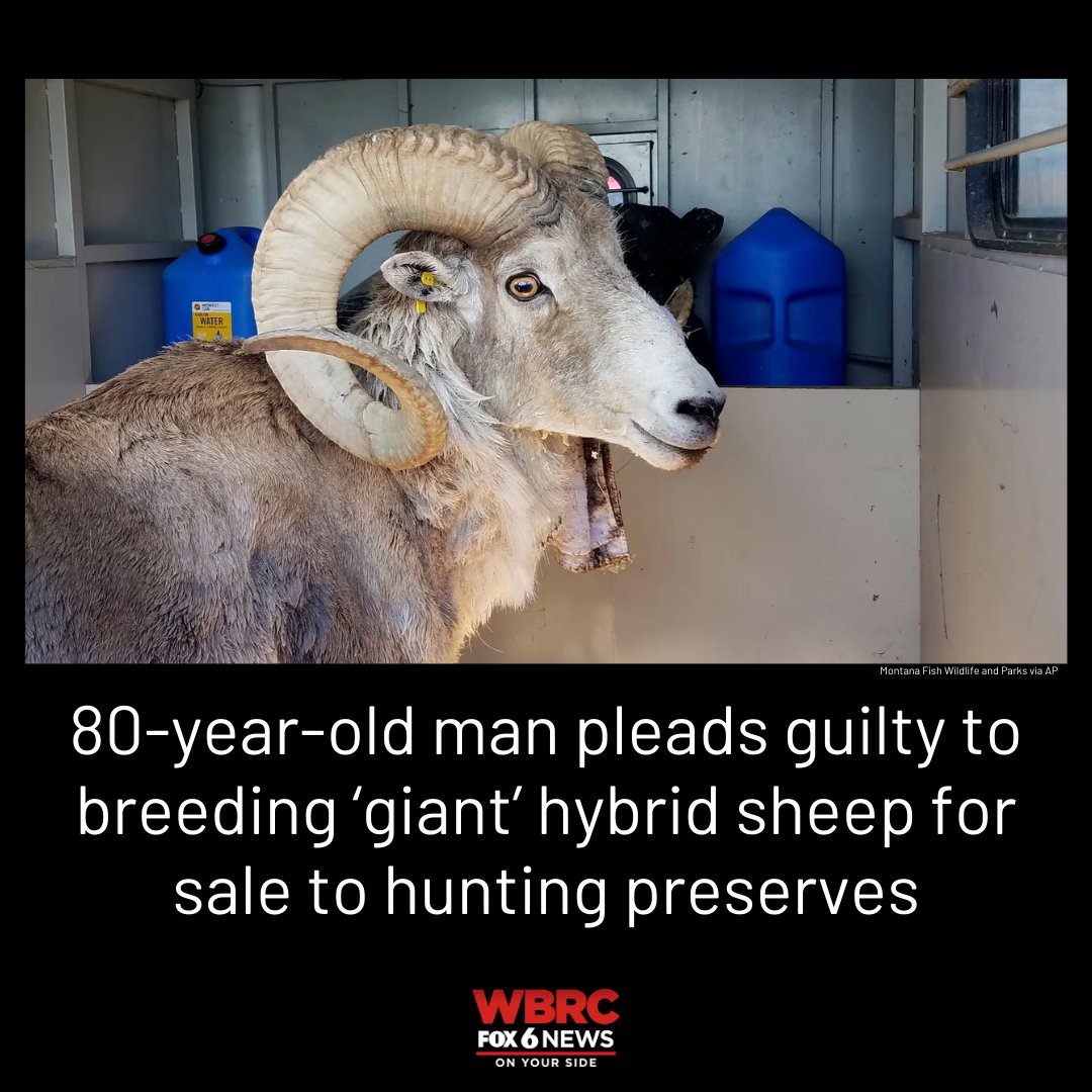 80-year-old man pleads guilty to breeding 'giant' hybrid sheep for