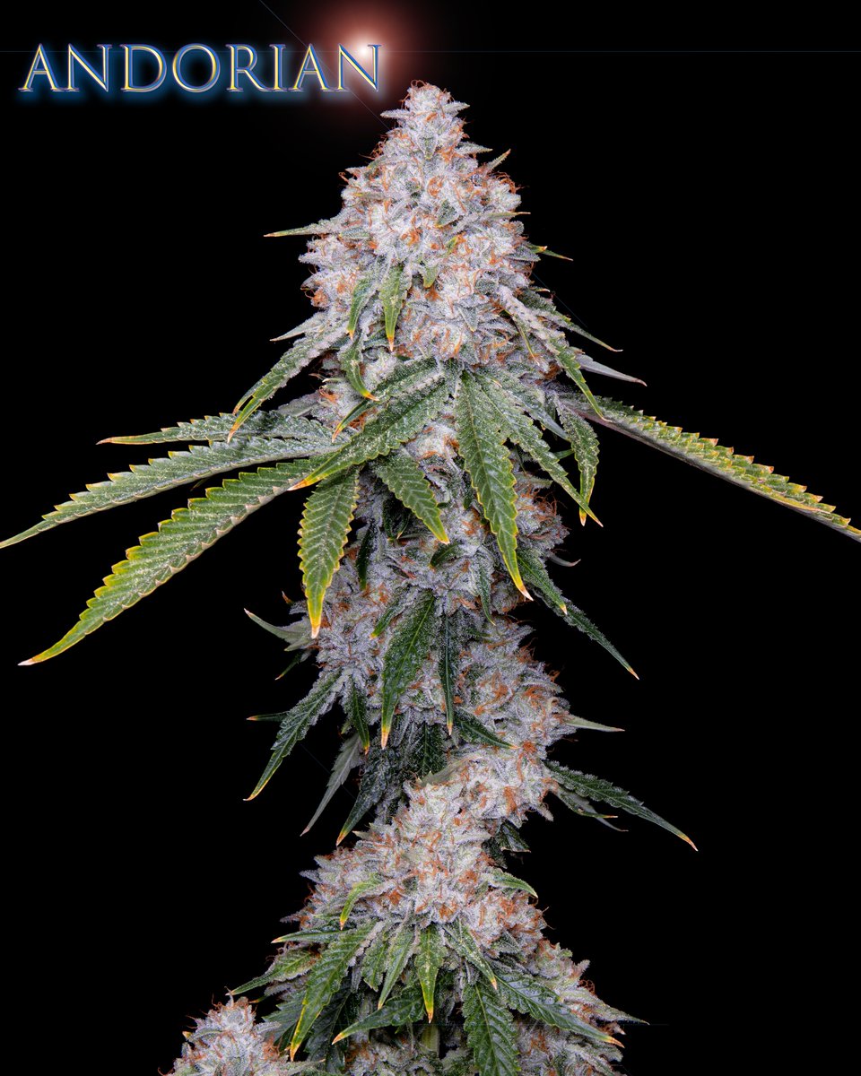Andorian (F1) regular seeds Blue Dream (Santa Cruz cut) x Romulan Available now through our site and many of our seed bank distribution partners. Excellent for outdoor cultivation, great for indoor. Very high yielder with lots of fruity indica-hybrid goodness. 🖖