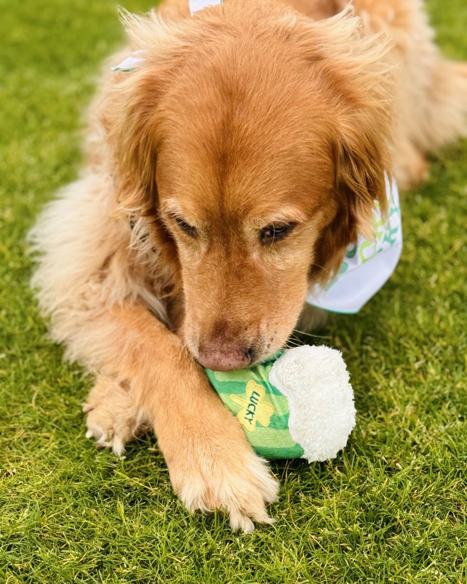 Our good luck charms and dedicated Lobby Dogs, Nash and Isha, are spreading some St. Patrick's Day paw-sitivity! Wishing you all a tail-wagging good Sunday filled with joy and good fortune.