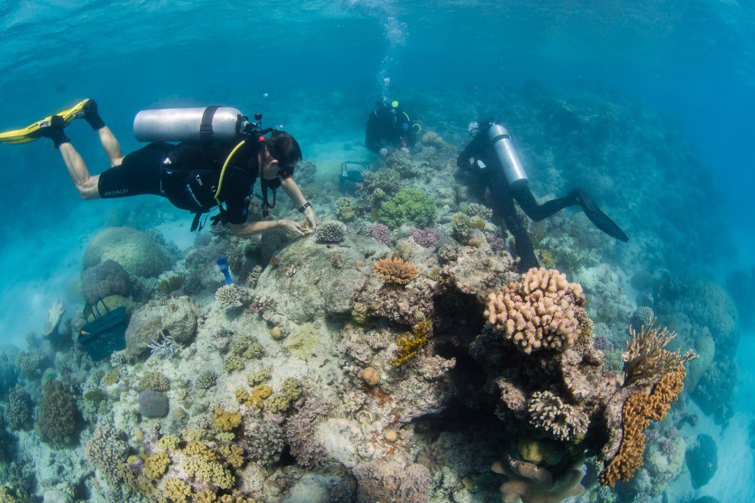 Rachael Scott (@rachael__scott) on Twitter photo Excited to finally share the first chapter of my thesis! 🚨
We examined the nature and variability in costs- effectiveness of coral (out)planting over 3.5 years across 5 diverse tourism operations and reef systems of the <a href="/CoralNurture/">Coral Nurture Program</a> Program 🧵(1/6)
onlinelibrary.wiley.com/doi/10.1111/re… Excited to finally share the first chapter of my thesis! 🚨
We examined the nature and variability in costs- effectiveness of coral (out)planting over 3.5 years across 5 diverse tourism operations and reef systems of the <a href="/CoralNurture/">Coral Nurture Program</a> Program 🧵(1/6)
onlinelibrary.wiley.com/doi/10.1111/re…