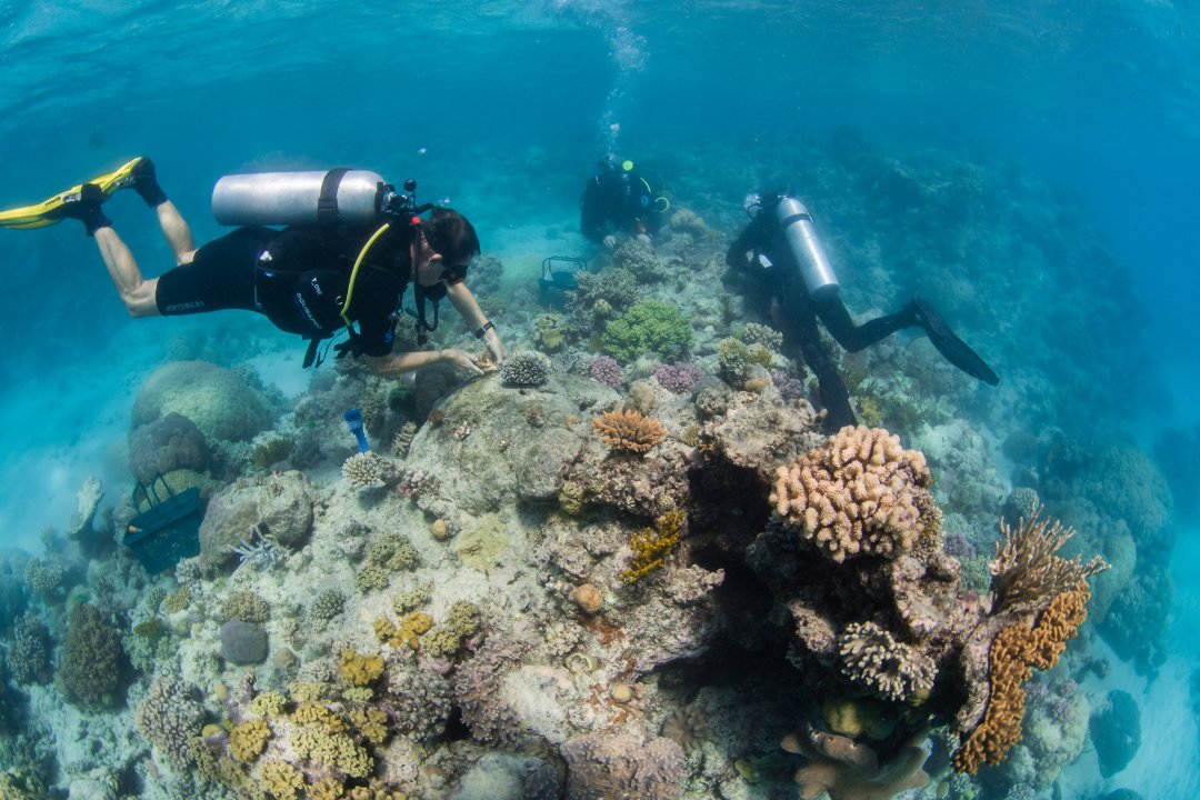 Excited to finally share the first chapter of my thesis! 🚨 We examined the nature and variability in costs- effectiveness of coral (out)planting over 3.5 years across 5 diverse tourism operations and reef systems of the @CoralNurture Program 🧵(1/6) onlinelibrary.wiley.com/doi/10.1111/re…