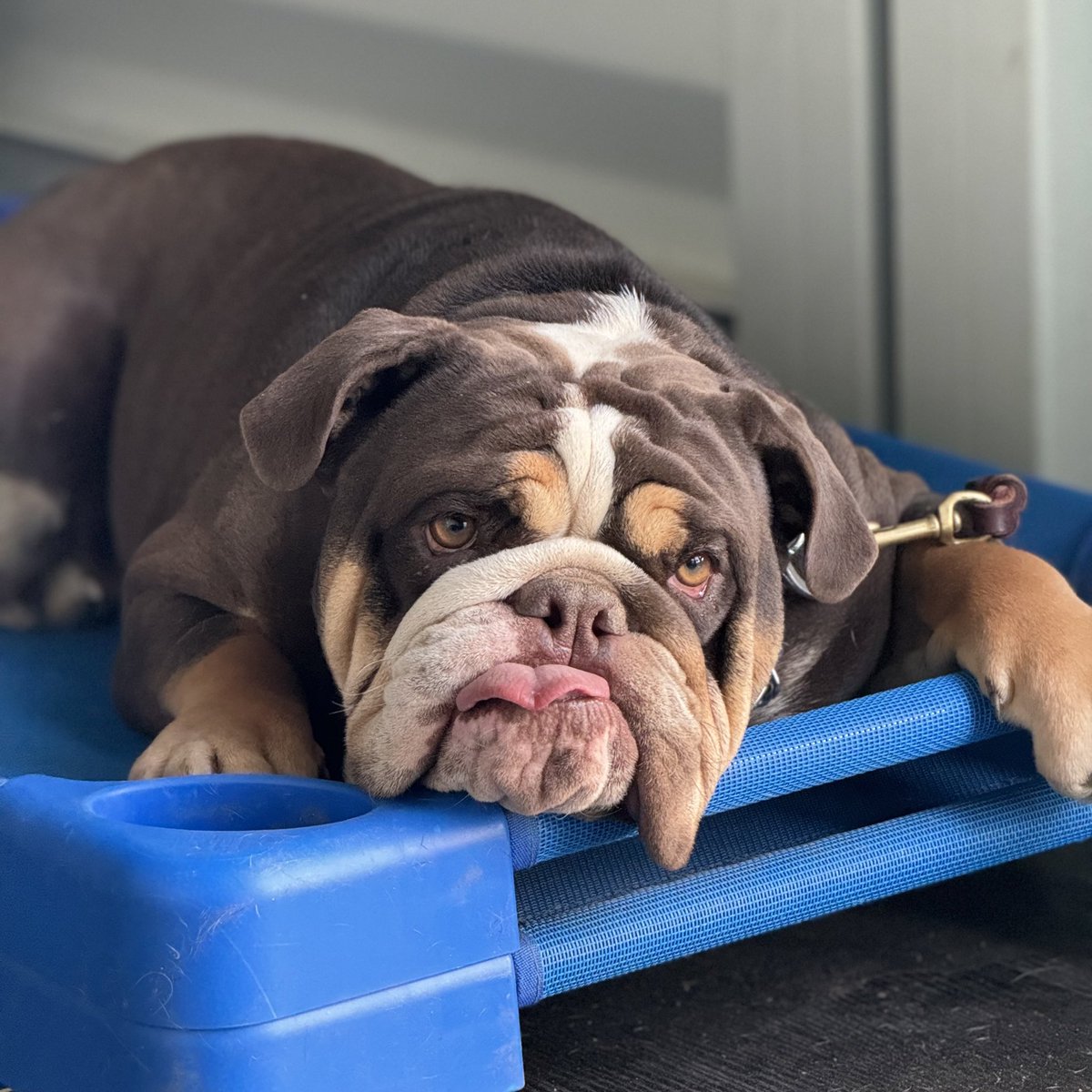 David Sacks tweet media