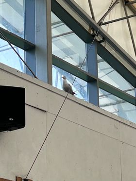 Be safe little Barney, stay out of buildings with strange goings on inside them 🍀 Trapped inside the Barn Earies Park #colwynbay #NorthWales he saw a boxing event with humans punching each other & then a footie match when they chased a ball but did not eat it #birds #seagull