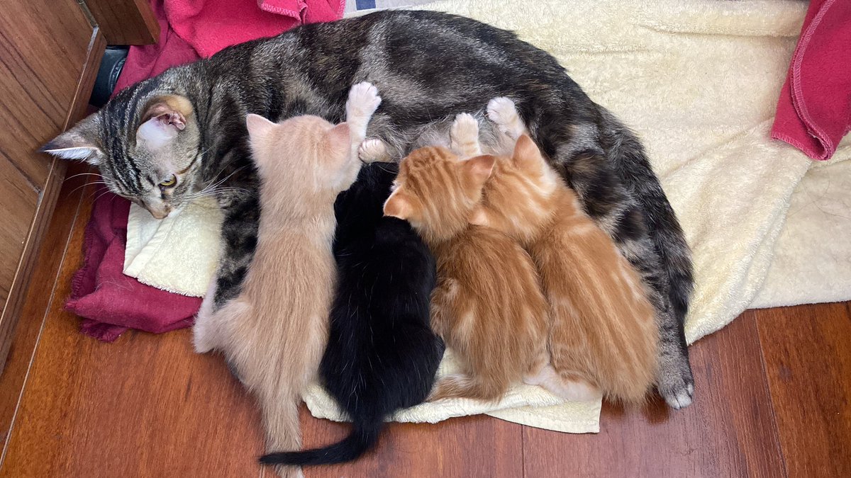 SofíaCarolina tweet media