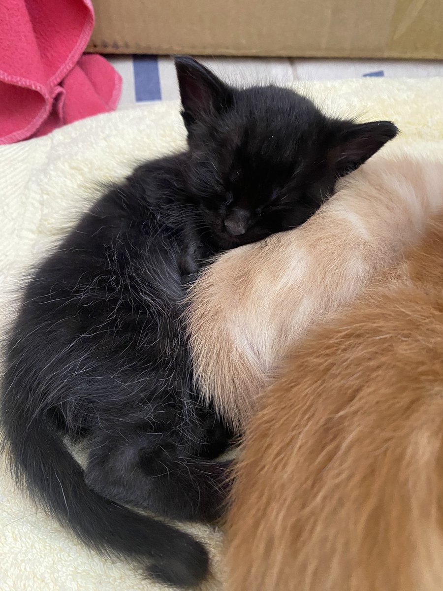 SofíaCarolina tweet media