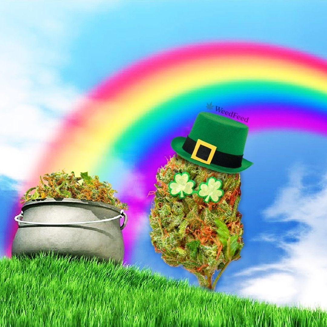 Happy St. Patrick's Day 🍀✨⁠
⁠
@weedfeed