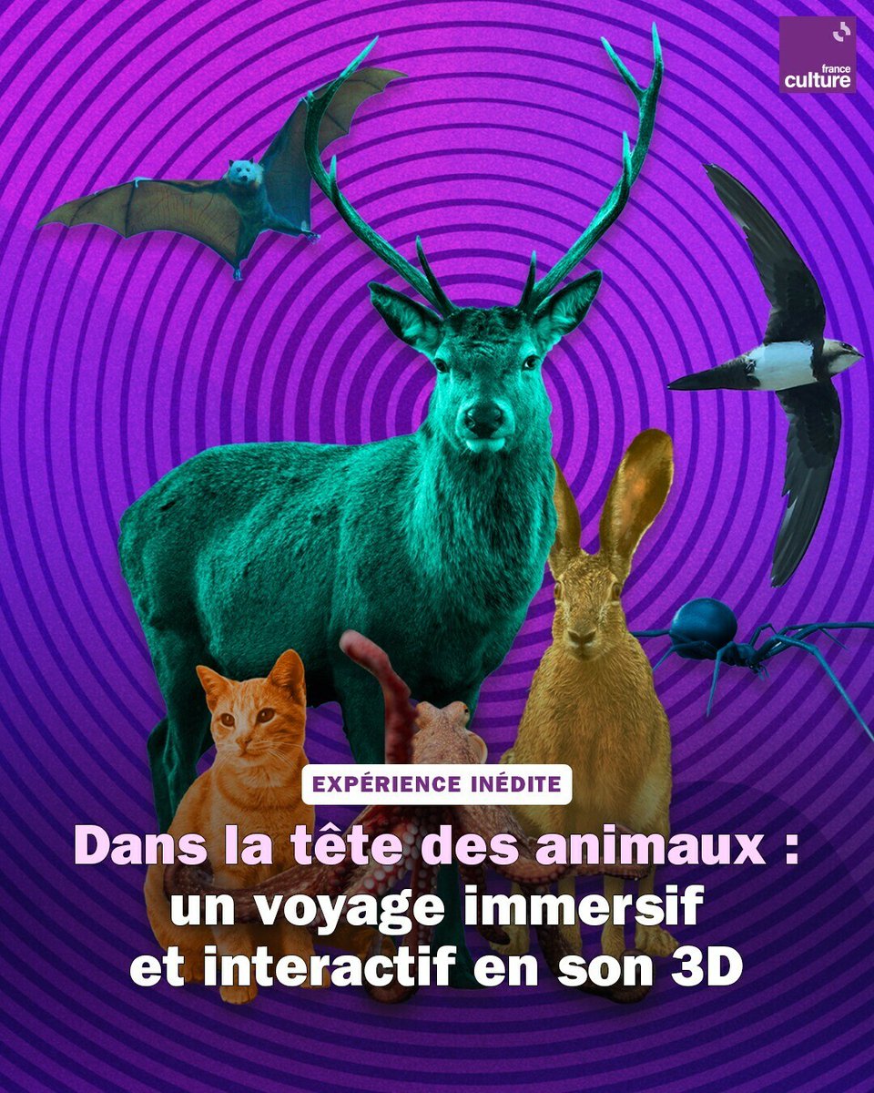 franceculture's tweet photo. Et si vous passiez une heure dans la tête d'un chat, d'une araignée, d'un hérisson ou d'un poulpe ? 🐈🕷️🦔🐙 https://t.co/uTtoXCeqRG https://t.co/F3FoqKORmt