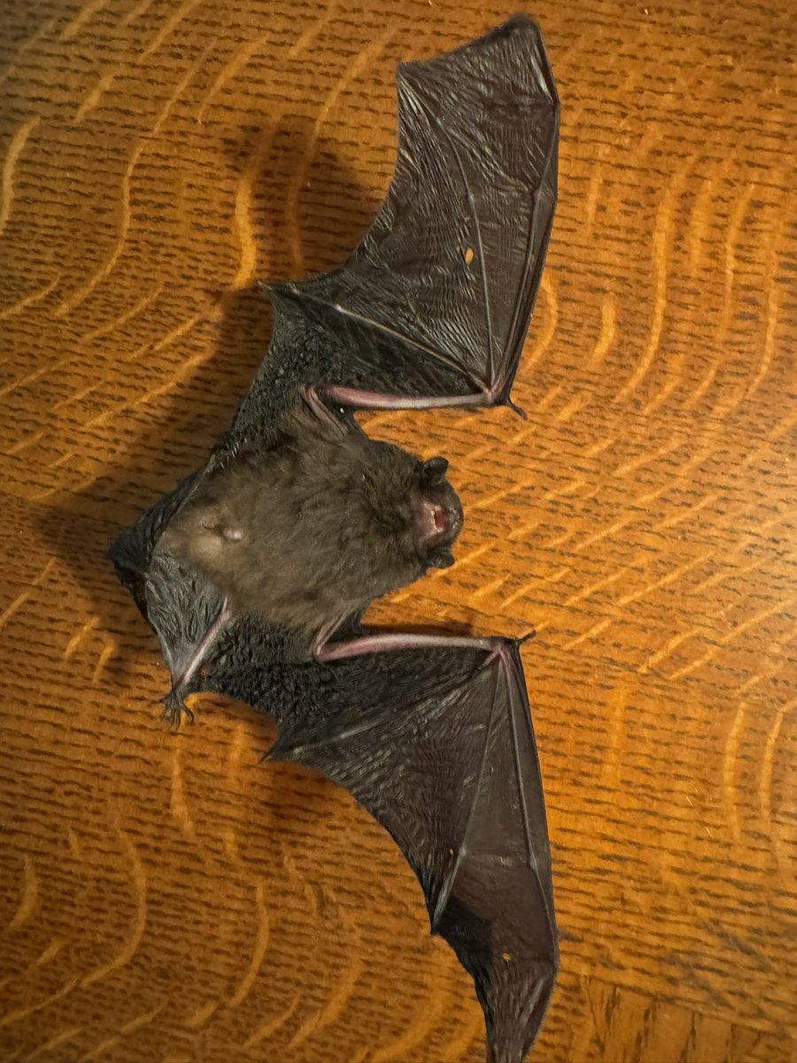 Don’t suppose any experts on Bats here. The cat bought this dead one in and wondering if long tailed bat? Didnt think bats were in Tukituki Valley. #bats