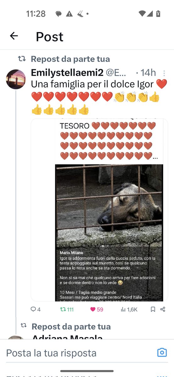 HO NOTIZIE SU IGOR, STA BENE, HA UNA RICHIESTA DI ADOZIONE, CHE STANNO VAGLIANDO. SIAMO CON IGOR ♥️❤️❤️❤️🙏🙏🙏🙏🙏🙏
