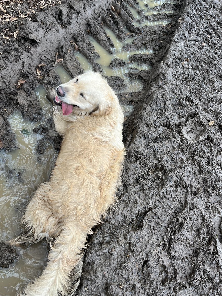 Dr Emma Kell FCCT tweet media