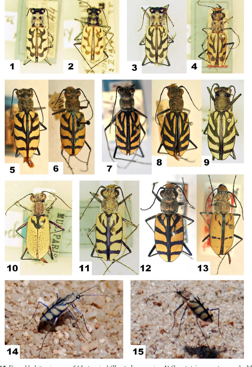 CicindelidWatch's tweet photo. African and Madagascan species of the tiger beetle genus Chaetodera Jeannel 1946 https://t.co/BlFt20TMq2 https://t.co/7O5kSm0XYu