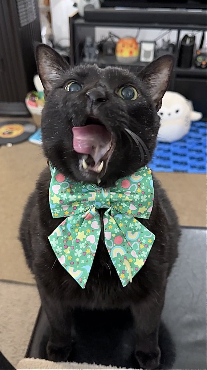 mannyblackcat's tweet photo. Happy #StPatricksDay, St. CATtrick’s Day, St. PAWtrick’s Day, and #StGertrudesDay! 😻☘️🐈‍⬛

#StPaddysDay #StPattysDay #cats https://t.co/eL5mxppfRh