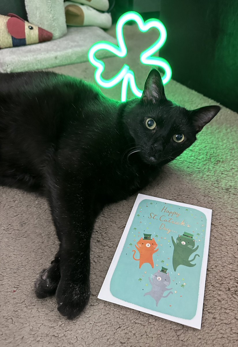 mannyblackcat's tweet photo. Happy #StPatricksDay, St. CATtrick’s Day, St. PAWtrick’s Day, and #StGertrudesDay! 😻☘️🐈‍⬛

#StPaddysDay #StPattysDay #cats https://t.co/eL5mxppfRh