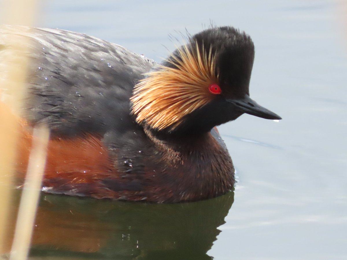 Swilly this afternoon. 8 Sand martin, 11 Black-necked grebe, 60+Curlew, 1 Black-tailed godwit, 5 Redshank, 2 Grey partridge, 1 Peregrine falcon, 10 Chiffchaff. @SwillyIngsBG