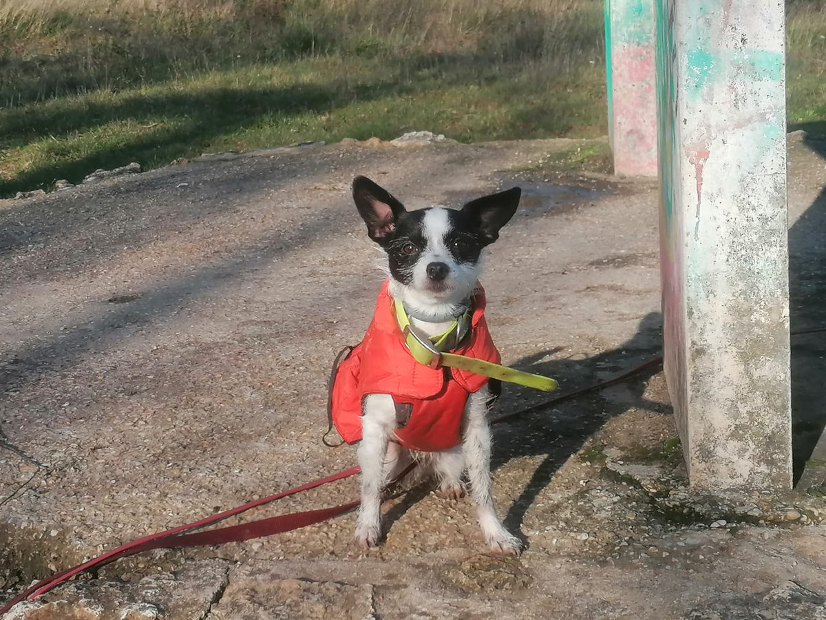 olivia220's tweet photo. A tous ceux qui nous ont quitté et ceux qui sont présents, etc…. Et tant d’amour inscrit et graver pour toujours : ils sont tellement merveilleux ces boules d’amour et d’intelligence / un grand merci à nos #chiens.
Merci ma #Poopsie pour tout l'amour que tu me donnes depuis plus de 4 ans.
Tu n'es pas juste ma chienne tu es ma fille.
❤️🙏👍