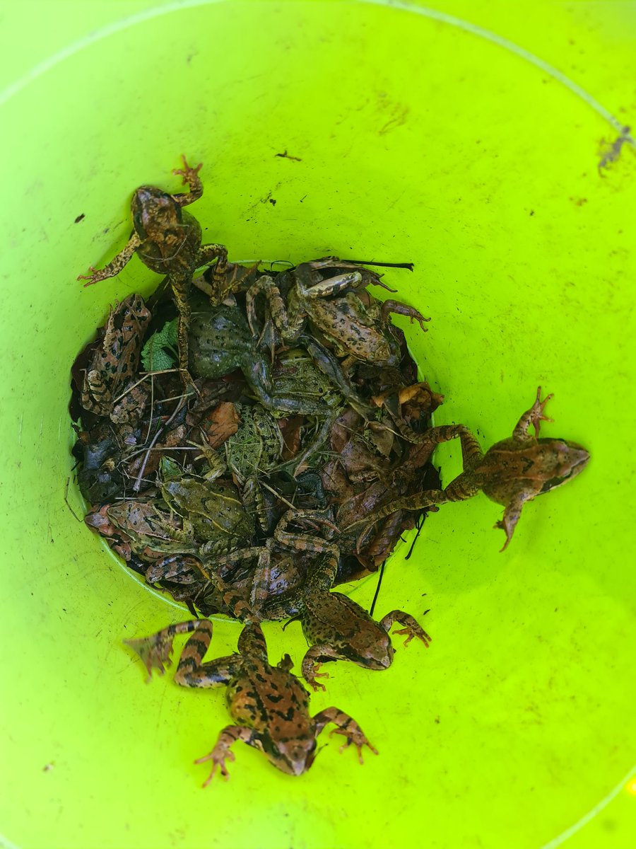 Wasserburggruen's tweet photo. Mehrere Amphibienretter vom Bund Naturschutz der Wasserburger Ortsgruppe waren heute kurz vor Penzing an der Staatsstraße unterwegs. Das Ergebnis kann sich sehen lassen. 50 weitere Tiere konnen sicher über die Straße gebracht werden. 🙂 https://t.co/SmwZQ8uVxN