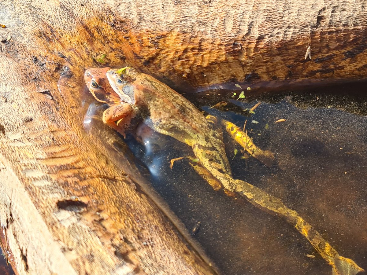 Wasserburggruen's tweet photo. Mehrere Amphibienretter vom Bund Naturschutz der Wasserburger Ortsgruppe waren heute kurz vor Penzing an der Staatsstraße unterwegs. Das Ergebnis kann sich sehen lassen. 50 weitere Tiere konnen sicher über die Straße gebracht werden. 🙂 https://t.co/SmwZQ8uVxN